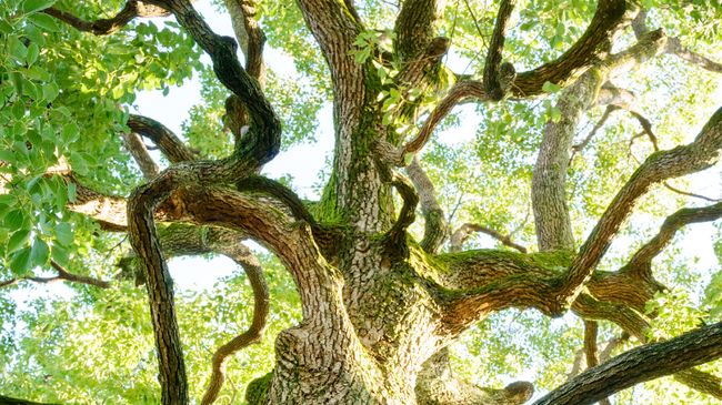 Minuman Surga dalam Al Quran: Air Kafur Ternyata Berasal dari Indonesia